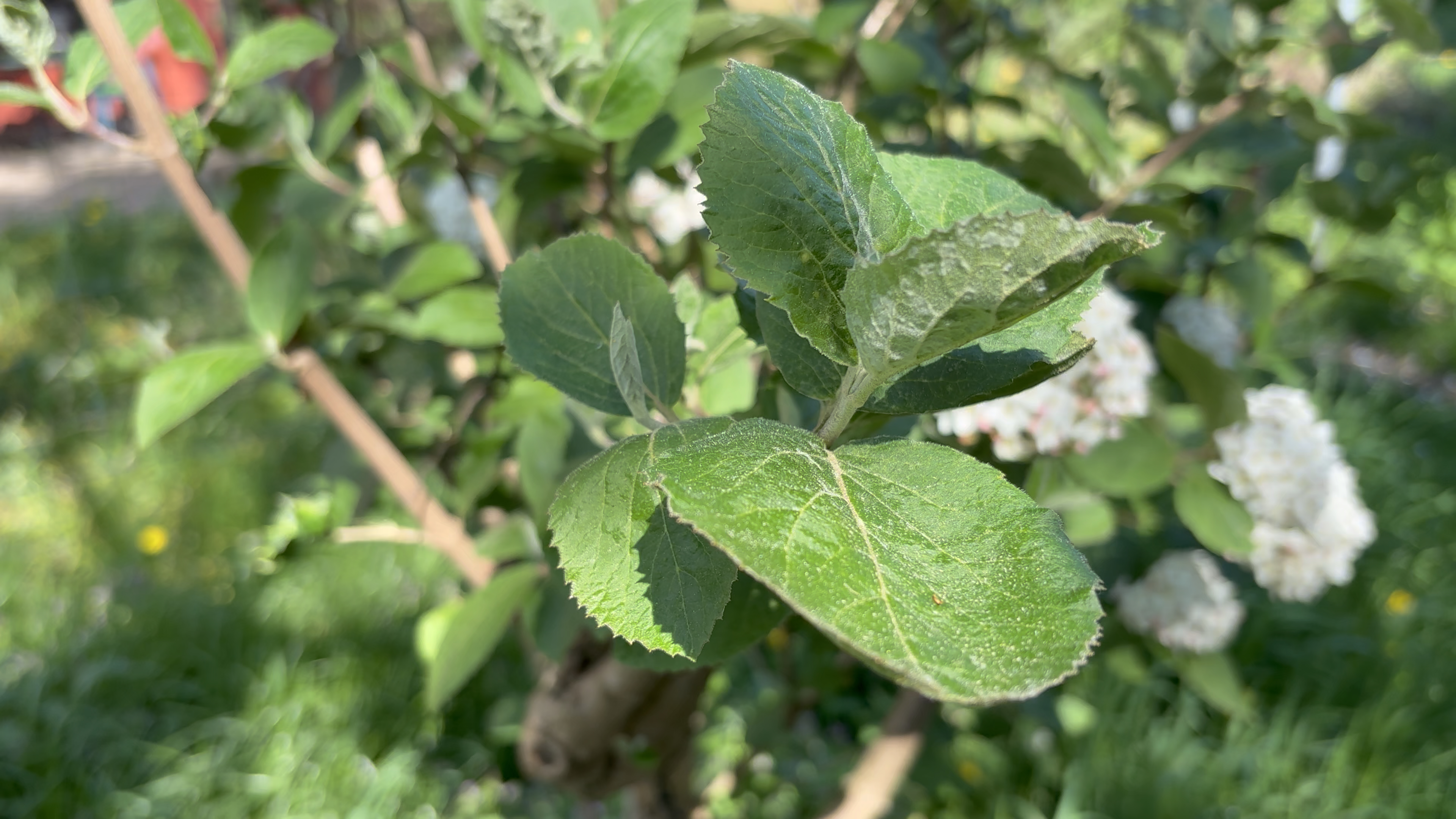Errore nel caricamento del video